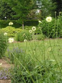 Giant Scabious - Cephalaria gigantea 