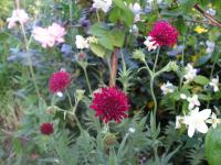 Macedonian scabious - Knautia macedonica 