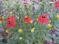 Helenium 'Moerheim Beauty' - Helen's flower