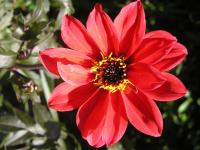 Dahlia Bishop of Llandaff