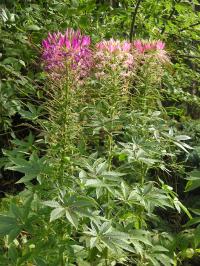 Spider Plant - Cleome hasseleriana 