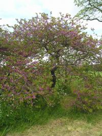Judas Tree - Cercis siliquastrum Judas Tree - Cercis siliquastrum
