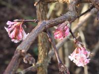 Plant image for Viburnum - Viburnum x bodnantense  'Charles Lamont'