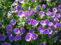 Cranesbill - Geranium  'Johnson's Blue'