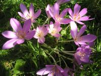 Autumn Crocus - Colchicum autumnale Autumn Crocus - Colchicum autumnale