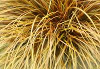 Red Hook Sedge - Uncinia rubra Red Hook Sedge - Uncinia rubra