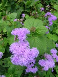 Floss Flower - Ageratum houstonianum Floss Flower - Ageratum houstonianum