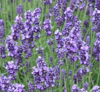 Lavender - Lavandula angustifolia  'Hidcote'