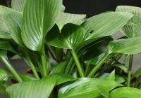 Plantain Lily - Hosta  'Devon Green'
