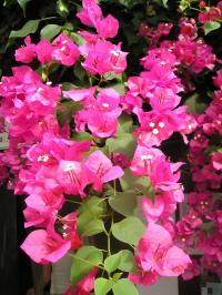 Bougainvillea - Bougainvillea Bougainvillea - Bougainvillea