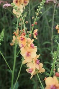 Plant image for Mullein - Verbascum  'Clementine'
