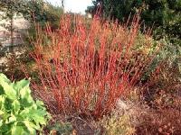 Winter Dogwood - Cornus alba 'Aurea'