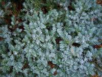 Juniperus squamata 'Blue Star' - Juniperus squamata 'Blue Star'