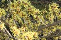 Plant image for Witch Hazel - Hamamelis x intermedia 'Pallida'