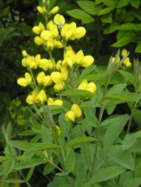 Thermopsis rhombifolia - Thermopsis rhombifolia 