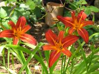 Day Lily - Hemerocallis  