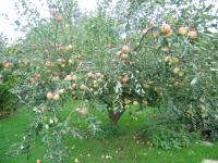 Charles Ross Apple - Malus domestica 'Charles Ross' Charles Ross Apple - Malus domestica 'Charles Ross'