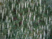 Garrya elliptica James Roof  Silk Tassel Bush