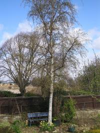 Silver Birch - Betula pendula Silver Birch - Betula pendula