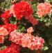 Plant image