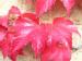 Virginia Creeper - Parthenocissus tricuspidata Virginia Creeper - Parthenocissus tricuspidata