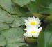 Plant image