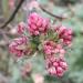 Viburnum - Viburnum x bodnantense  'Dawn'