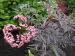 'Black Lace' Elder - Sambucus nigra 'Black Lace'