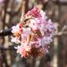 Viburnum - Viburnum x bodnantense  'Charles Lamont'