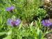 Perennial Cornflower - Centaurea montana 