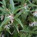 Sweet Box - Sarcococca hookeriana var. digyna 