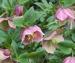 Plant image
