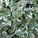 Evergreen bittersweet - Euonymus fortunei 'Emerald Gaiety' Evergreen bittersweet - Euonymus fortunei 'Emerald Gaiety'