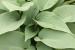 Plantain Lily - Hosta 'Halcyon' Plantain Lily - Hosta 'Halcyon'