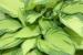 Plantain Lily - Hosta 'Gold Standard' Plantain Lily - Hosta 'Gold Standard'