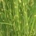 Zebra Grass - Miscanthus sinensis 'Zebrinus' Zebra Grass - Miscanthus sinensis 'Zebrinus'