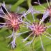 Perennial Cornflower - Centaurea montana 