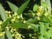 Willow-leaved Jessamine - Cestrum  parqui 