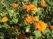 Mexican Sunflower - Tithonia rotundifolia 