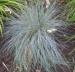 Plant image