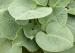 Plantain Lily - Hosta 'Big Daddy' Plantain Lily - Hosta 'Big Daddy'