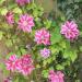 Clematis ‘Doctor Ruppel’ - Clematis 'Doctor Ruppel' Clematis ‘Doctor Ruppel’ - Clematis 'Doctor Ruppel'