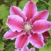 Clematis ‘Doctor Ruppel’ - Clematis 'Doctor Ruppel' Clematis ‘Doctor Ruppel’ - Clematis 'Doctor Ruppel'