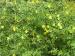 Winter Jasmine - Jasminum nudiflorum Winter Jasmine - Jasminum nudiflorum