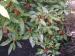 Spotted Laurel - Aucuba japonica 'Crotonifolia'
