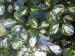 Variegated Griselinia  - Griselinia littoralis 