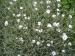 Snow-in-Summer - Cerastium tomentosum 
