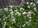 White Chinese Trumpet Flower - Incarvillea delavayi 'Snowtop'