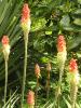 Red Hot Poker - Kniphofia  'Atlanta'