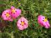 Rock Rose - Cistus x purpureus 